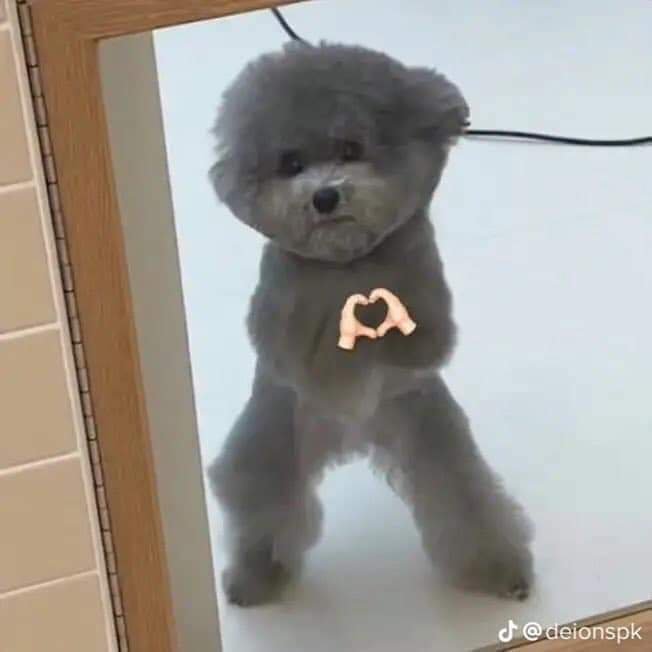 Small gray fluffy poodle standing behind a glass door with a heart shape gesture.