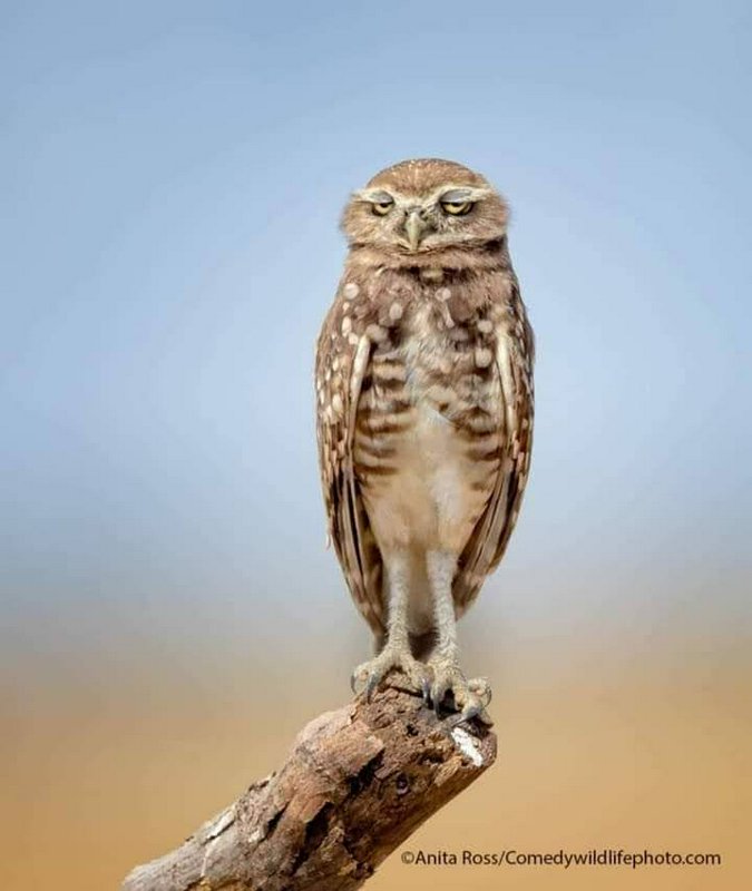 Unamused squinting burrowing owl stands upright on a weathered branch against a soft blurred gradient background.
