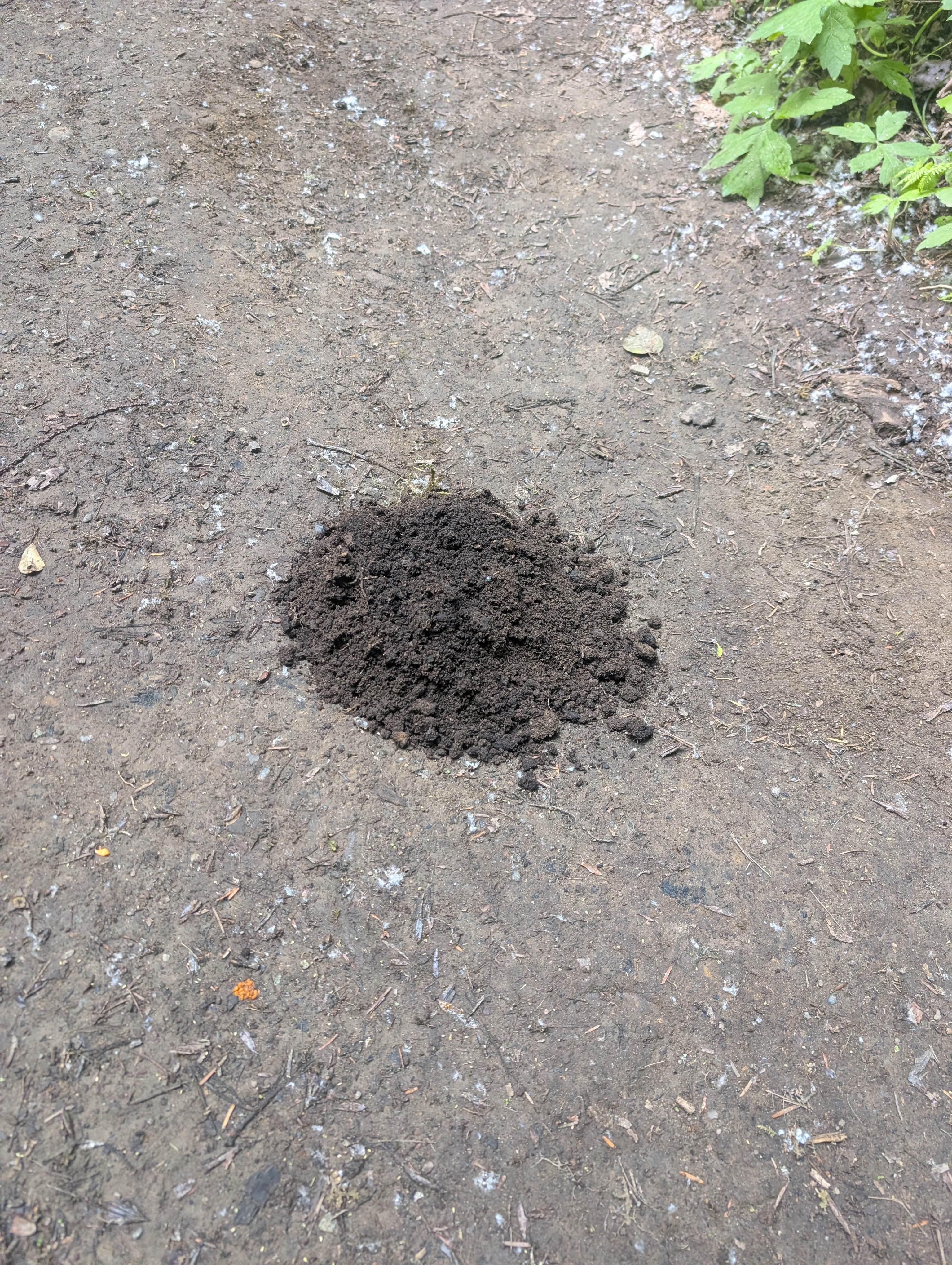 Small dark soil mound on dirt ground outdoors with a nearby green plant.