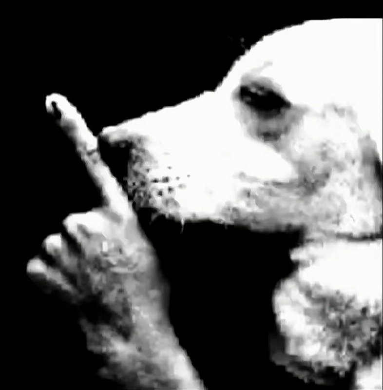 Close-up of a pale dog with a paw raised to its lips in a shushing gesture, high-contrast black-and-white image.