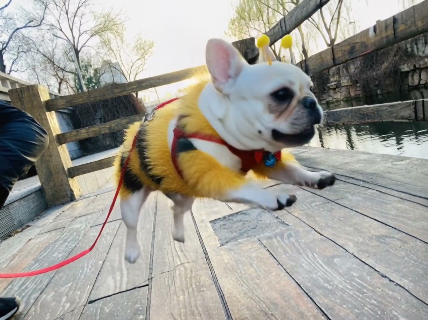 Pet Bee Pro AI video effect — example frame